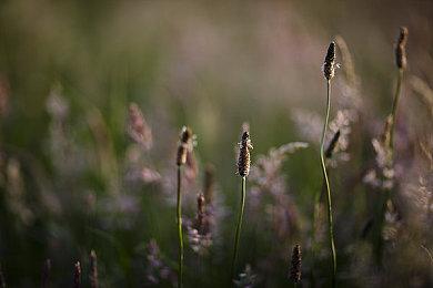 系列首次！《刺客信条：影》或将需要全程联网才能游玩